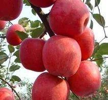 我的安琪拉二破解版苹果:中国最好吃的4个苹果产区，个个香甜酥脆，特别适合60岁以上的老人