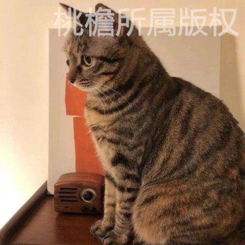 成人猫咪安卓版俄罗斯方块网页版-第2张图片-太平洋在线下载