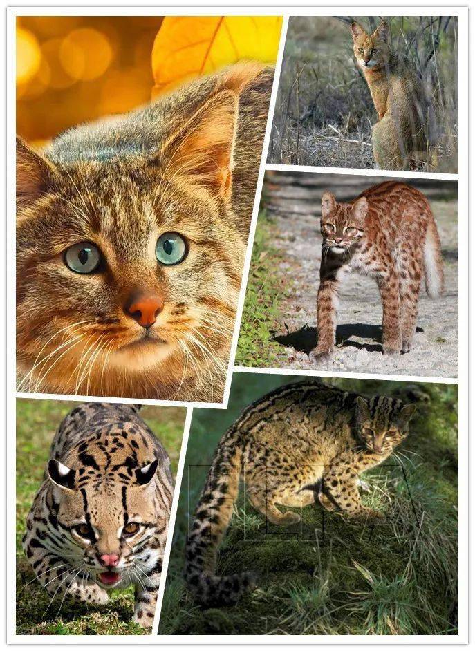 丛林猫苹果版4399苹果版-第2张图片-太平洋在线下载