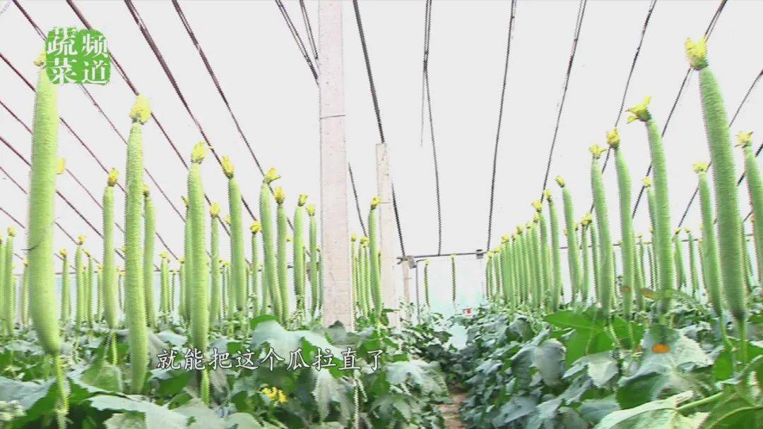 关于丝瓜视频下苹果版的信息